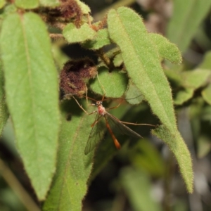 Enicospilus sp. (genus) at Acton, ACT - 16 Aug 2019 12:36 PM