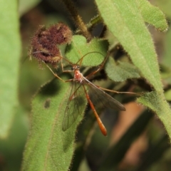 Enicospilus sp. (genus) at Acton, ACT - 16 Aug 2019