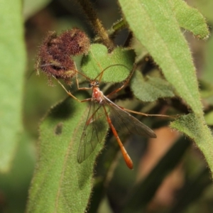 Enicospilus sp. (genus) at Acton, ACT - 16 Aug 2019 12:36 PM