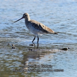 Limosa lapponica at Burrill Lake, NSW - 15 Aug 2019