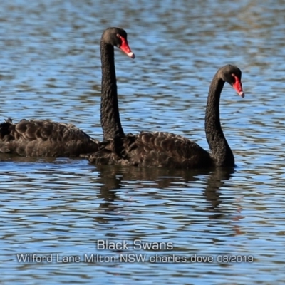 Cygnus atratus (Black Swan) at Milton, NSW - 12 Aug 2019 by CharlesDove