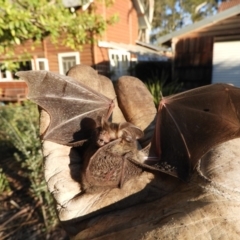 Nyctophilus gouldi (Gould's Long-eared Bat) at Saint Georges Basin, NSW - 18 Aug 2019 by KarenDavis