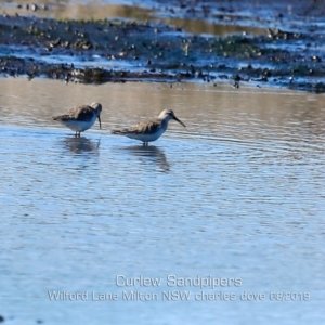 Calidris ferruginea at Milton, NSW - 13 Aug 2019 12:00 AM