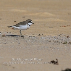 Anarhynchus bicinctus (Double-banded Plover) at Lake Tabourie, NSW - 11 Aug 2019 by Charles Dove