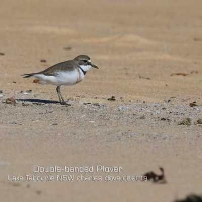 Anarhynchus bicinctus (Double-banded Plover) at Lake Tabourie, NSW - 11 Aug 2019 by Charles Dove