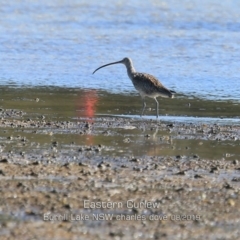 Numenius madagascariensis (Eastern Curlew) at Burrill Lake, NSW - 14 Aug 2019 by Charles Dove