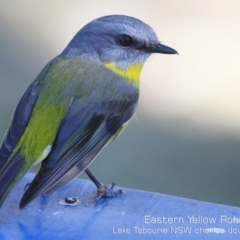 Eopsaltria australis (Eastern Yellow Robin) at Lake Tabourie Bushcare - 12 Aug 2019 by CharlesDove