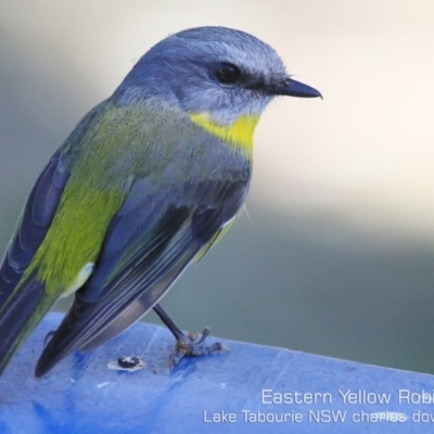 Eopsaltria australis (Eastern Yellow Robin) at Lake Tabourie Bushcare - 11 Aug 2019 by CharlesDove
