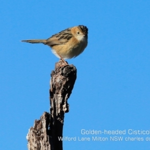 Cisticola exilis at Milton, NSW - 13 Aug 2019 12:00 AM