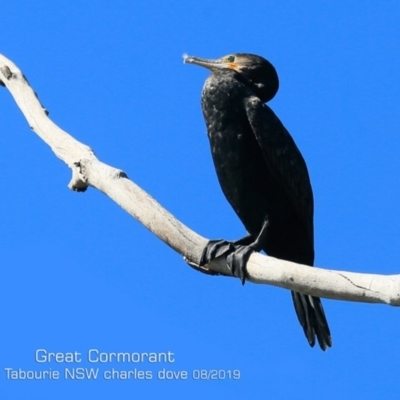 Phalacrocorax carbo (Great Cormorant) at Tabourie Lake Walking Track - 12 Aug 2019 by Charles Dove