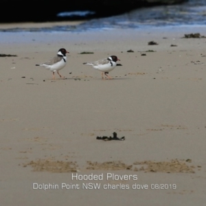 Charadrius rubricollis at suppressed - 12 Aug 2019