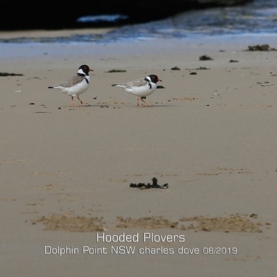 Charadrius rubricollis (Hooded Plover) at Wairo Beach and Dolphin Point - 11 Aug 2019 by Charles Dove