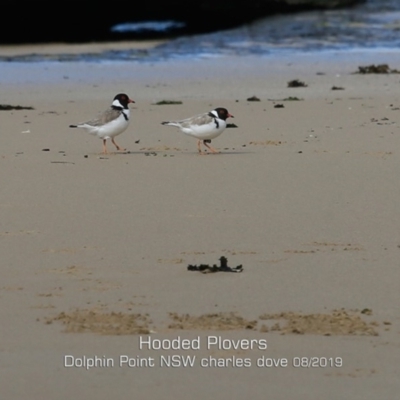 Charadrius rubricollis (Hooded Plover) at Dolphin Point, NSW - 12 Aug 2019 by CharlesDove