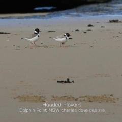 Thinornis rubricollis (Hooded Plover) at Wairo Beach and Dolphin Point - 11 Aug 2019 by Charles Dove