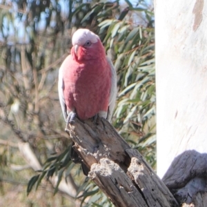 Eolophus roseicapilla at Hughes, ACT - 23 Aug 2019 12:37 PM