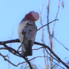 Eolophus roseicapilla at Hughes, ACT - 23 Aug 2019 12:37 PM