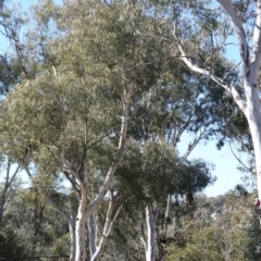 Eolophus roseicapilla at Hughes, ACT - 23 Aug 2019