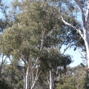 Eolophus roseicapilla at Hughes, ACT - 23 Aug 2019