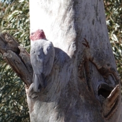 Eolophus roseicapilla at Hughes, ACT - 23 Aug 2019