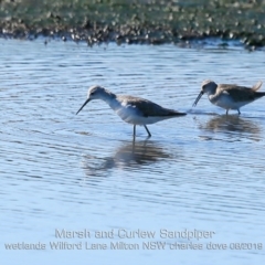 Tringa stagnatilis (Marsh Sandpiper) at Milton, NSW - 11 Aug 2019 by Charles Dove