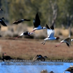 Recurvirostra novaehollandiae (Red-necked Avocet) at Milton, NSW - 12 Aug 2019 by Charles Dove