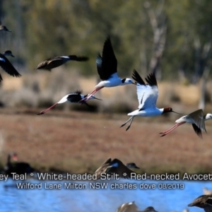 Recurvirostra novaehollandiae at Milton, NSW - 12 Aug 2019