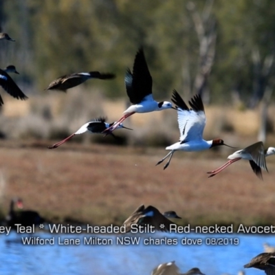 Recurvirostra novaehollandiae (Red-necked Avocet) at Milton, NSW - 11 Aug 2019 by Charles Dove