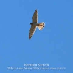 Falco cenchroides (Nankeen Kestrel) at Milton, NSW - 12 Aug 2019 by CharlesDove