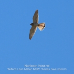 Falco cenchroides (Nankeen Kestrel) at Milton, NSW - 11 Aug 2019 by Charles Dove