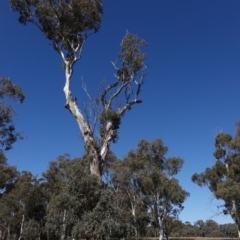Eucalyptus blakelyi (Blakely's Red Gum) at Red Hill to Yarralumla Creek - 23 Aug 2019 by JackyF