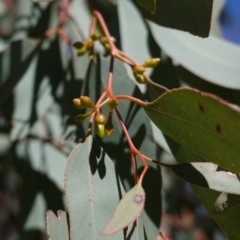 Eucalyptus blakelyi at Red Hill to Yarralumla Creek - 23 Aug 2019