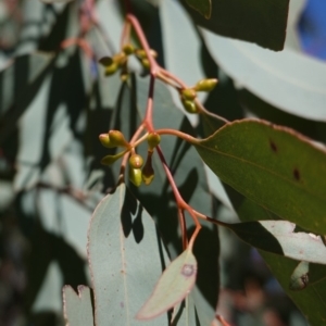 Eucalyptus blakelyi at Hughes, ACT - 23 Aug 2019