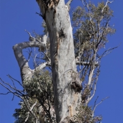Eucalyptus blakelyi at Hughes, ACT - 23 Aug 2019