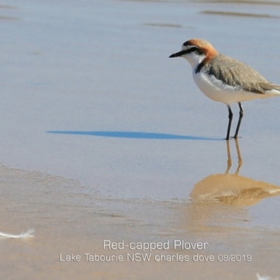 Anarhynchus ruficapillus (Red-capped Plover) at Lake Tabourie, NSW - 12 Aug 2019 by CharlesDove