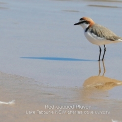 Charadrius ruficapillus (Red-capped Plover) at Lake Tabourie, NSW - 11 Aug 2019 by CharlesDove