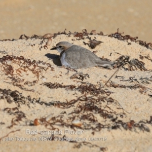 Anarhynchus ruficapillus at Lake Tabourie, NSW - 12 Aug 2019 12:00 AM