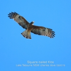 Lophoictinia isura (Square-tailed Kite) at Lake Tabourie Bushcare - 11 Aug 2019 by Charles Dove