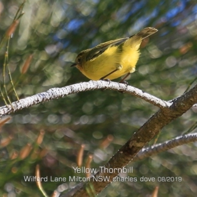 Acanthiza nana (Yellow Thornbill) at Milton, NSW - 13 Aug 2019 by CharlesDove