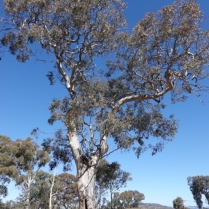 Eucalyptus blakelyi at Red Hill to Yarralumla Creek - 23 Aug 2019 12:32 PM