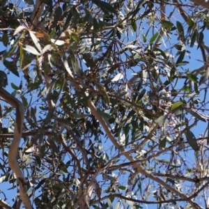 Eucalyptus blakelyi at Red Hill to Yarralumla Creek - 23 Aug 2019