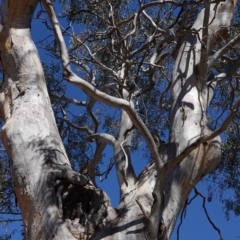 Eucalyptus blakelyi at Hughes, ACT - 23 Aug 2019