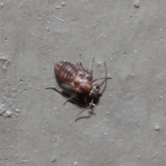 Psocodea 'Psocoptera' sp. (order) (Unidentified plant louse) at ANBG - 16 Aug 2019 by TimL