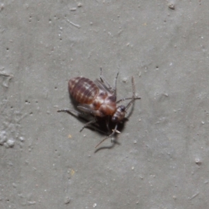 Psocodea 'Psocoptera' sp. (order) at Hackett, ACT - 16 Aug 2019 12:05 PM