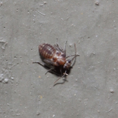 Psocodea 'Psocoptera' sp. (order) (Unidentified plant louse) at Hackett, ACT - 16 Aug 2019 by TimL