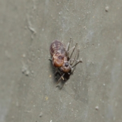 Psocodea 'Psocoptera' sp. (order) at Hackett, ACT - 16 Aug 2019