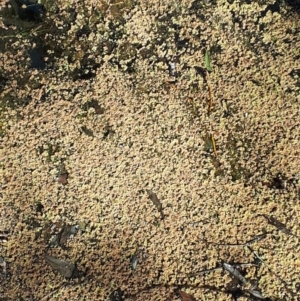 Azolla pinnata at Sutton Forest, NSW - 23 Aug 2019 09:37 AM