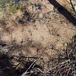 Azolla pinnata at Sutton Forest, NSW - 23 Aug 2019