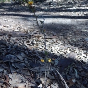 Dillwynia glaberrima at Bawley Point, NSW - 23 Aug 2019