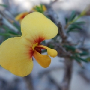 Dillwynia glaberrima at Bawley Point, NSW - 23 Aug 2019