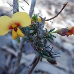 Dillwynia glaberrima at Bawley Point, NSW - 23 Aug 2019